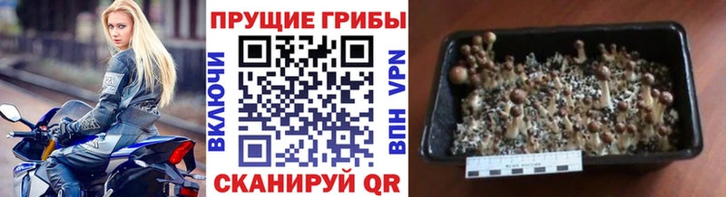 OMG онион  Тырныауз  Псилоцибиновые грибы мухоморы  даркнет сайт 